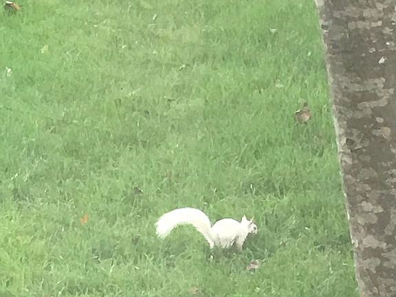 plenty of white squirrels