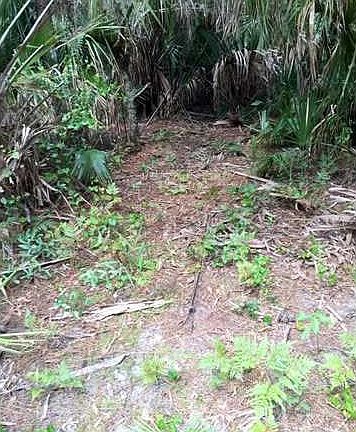 Land/Lot. Path cleared through middle of the two lots listed