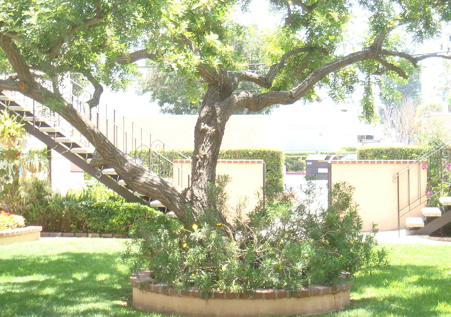 Peppertree Apartments — Photo 3