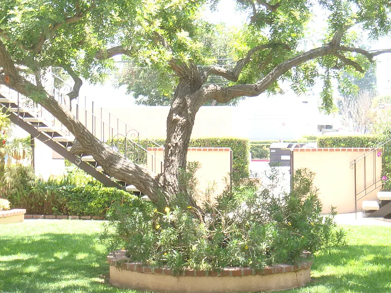 Peppertree Apartments — Photo 3