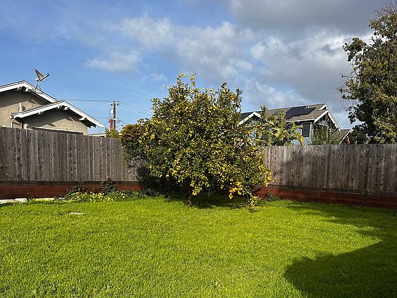 Rear yard lemon tree