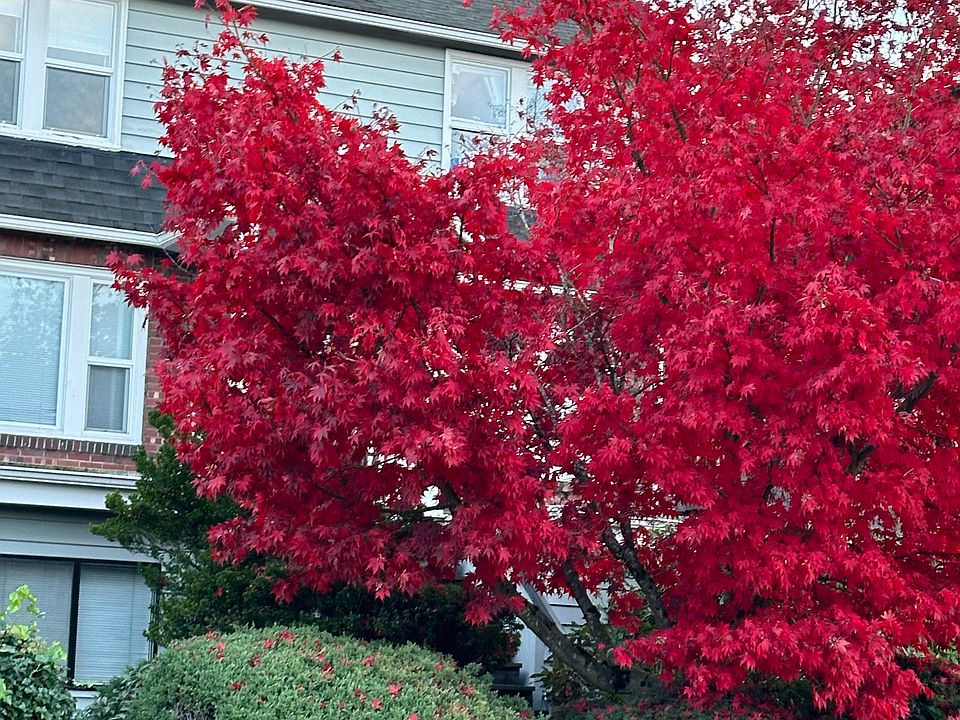 1st image of 7047 35th Ave NE #1