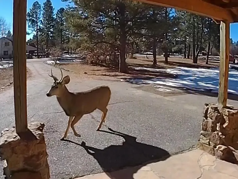 Random Deer