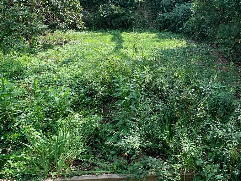 Green secluded back yard