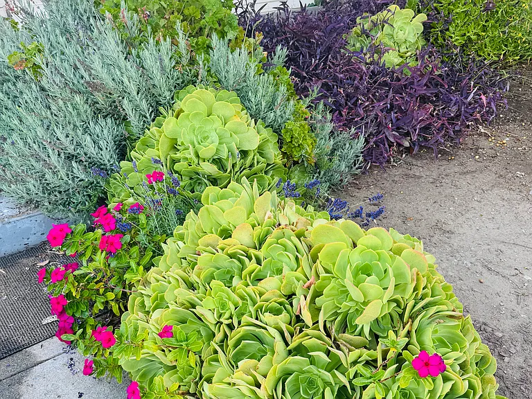 Front Garden