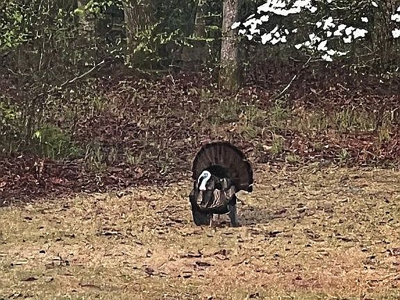 View of wildlife daily 