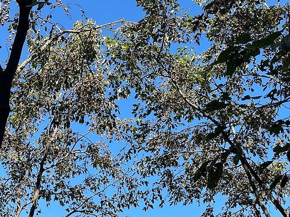 4th image of 0 Forest Rd