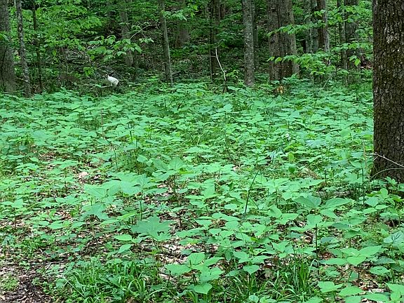 4th image of White Dogwood Ln