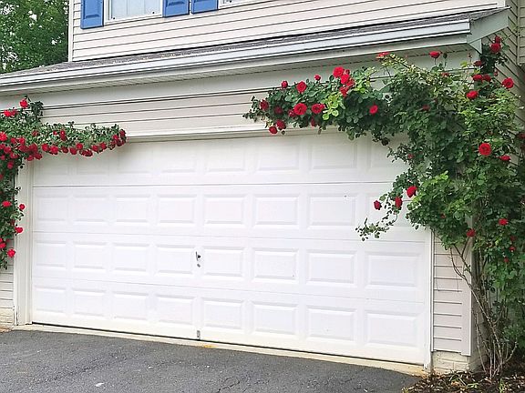 Climbing Roses on Garage!!