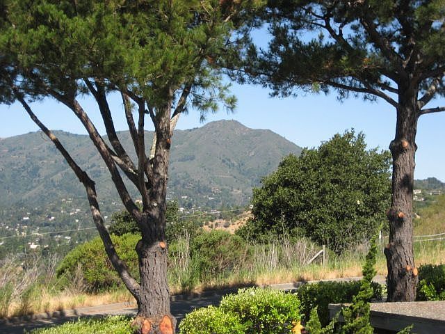 Mt Tam View