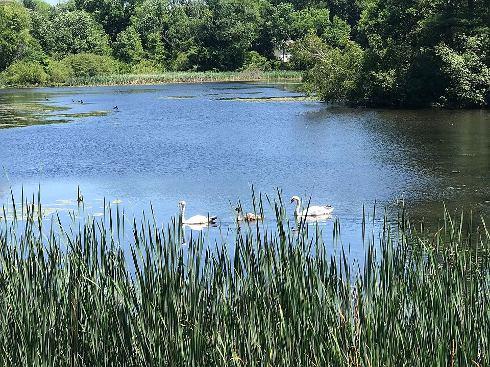 Pond next to house with swans and all.