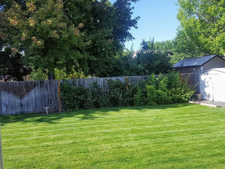 backyard shed and berry bushes