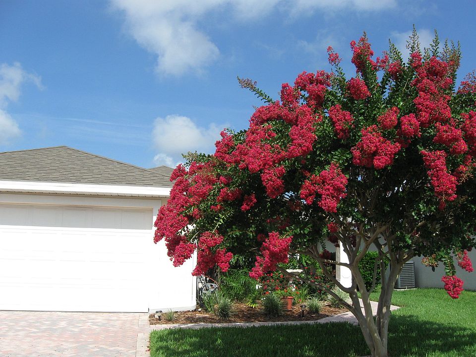 Beautiful mature trees