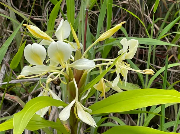 9th St Lot 775, Volcano, HI 96785