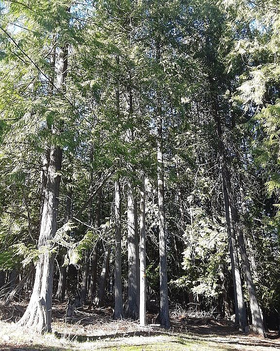 2nd image of 0 E Sunnyside Rd