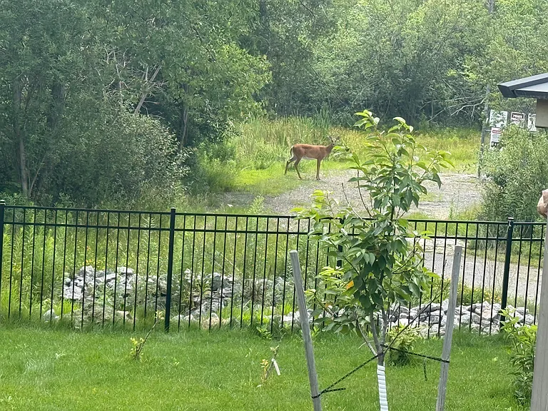 Fenced backyard