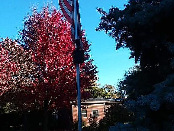 Colorful nature trees