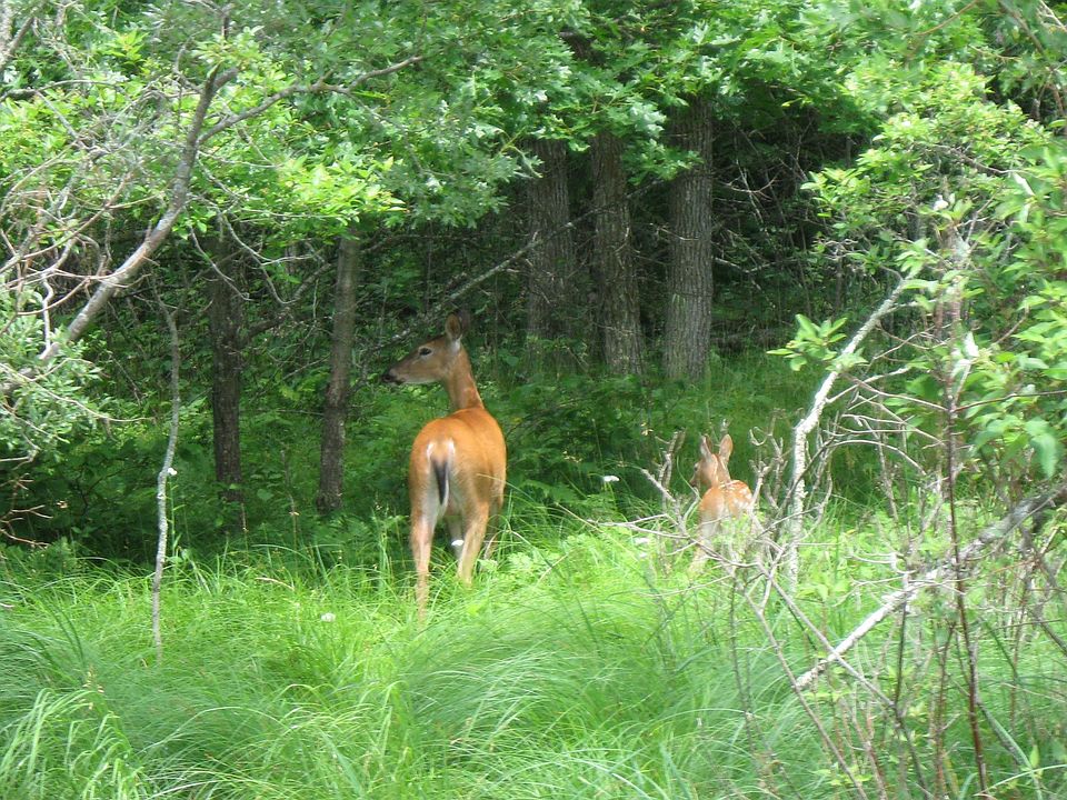 1st image of 25554 Bog Lake Trl