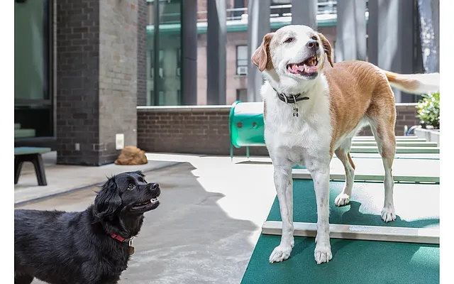 Rented by Douglas Elliman | media 24