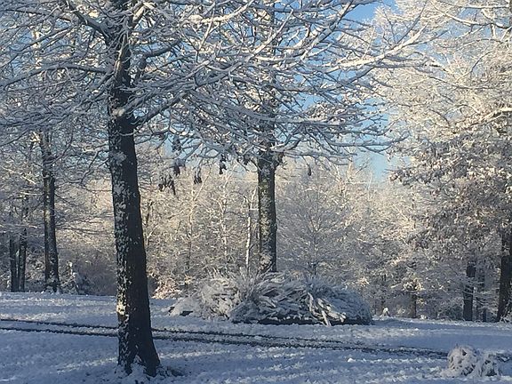 front yard in winter