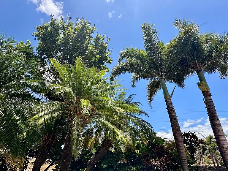 12 Honuhula St — Photo 35