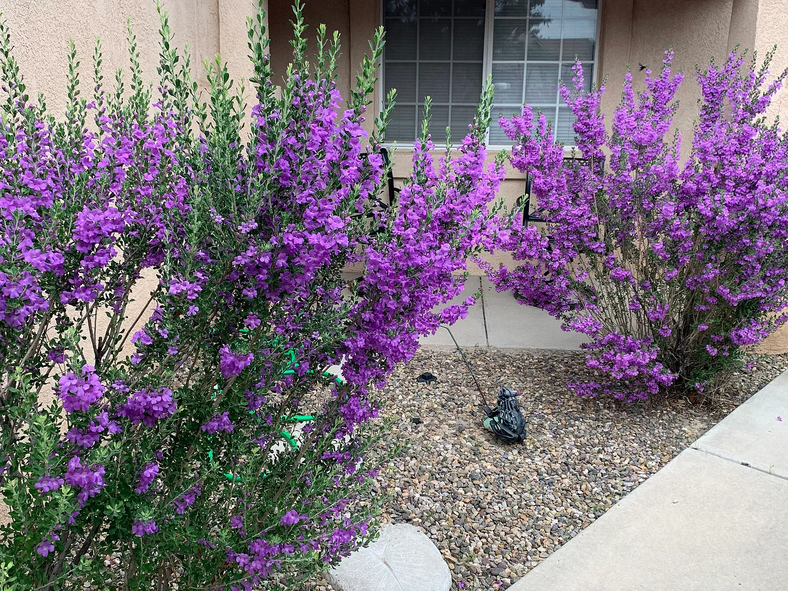 3 bed, 1385 sqft, $1,800 — Photo 4