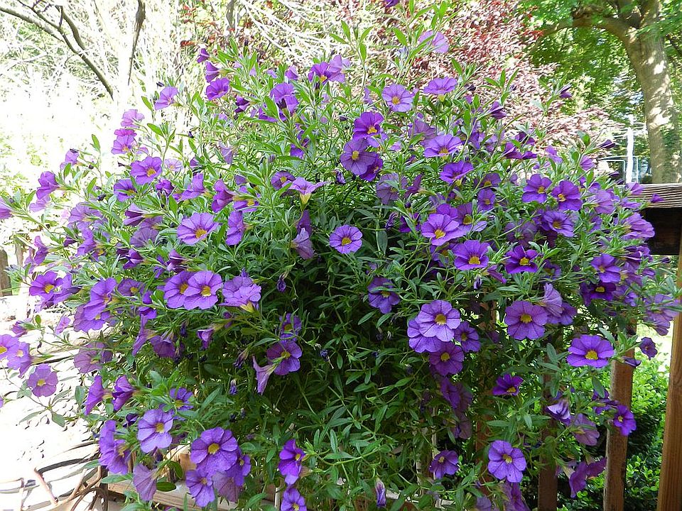 Annuals lovely on the deck