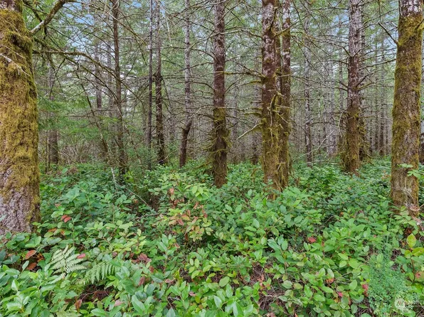 0 TR 3 E Webb Hill Road, Union, WA 98592