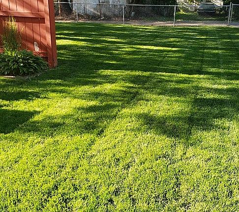 Back yard