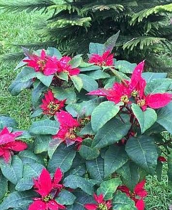 5th image of 18-1986 Hapuu Nani Rd