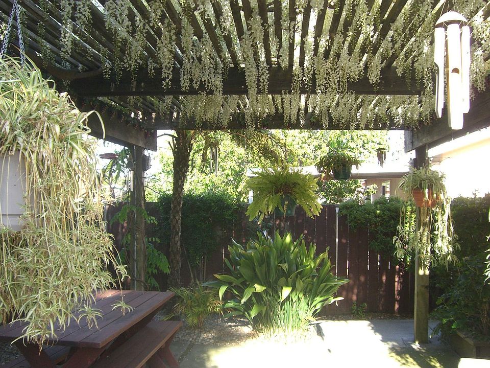 Wisteria covered patio area