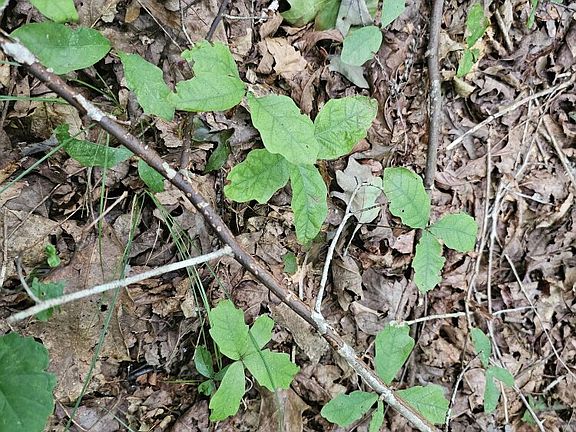 The next generation of white oaks.