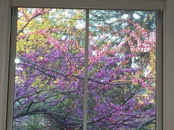 red bud next to studio