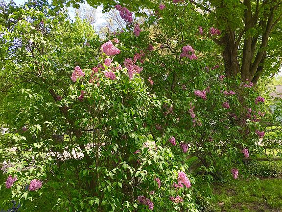 Lilac bushes along fence