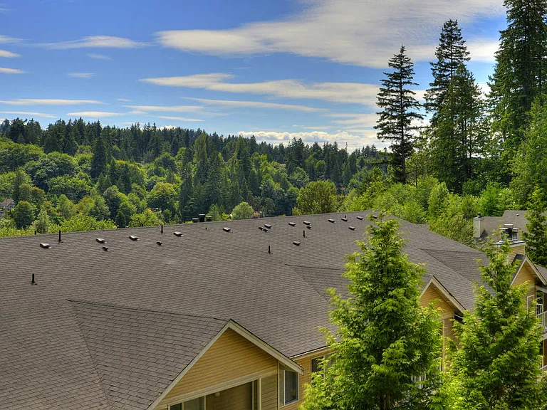 Woodland Views