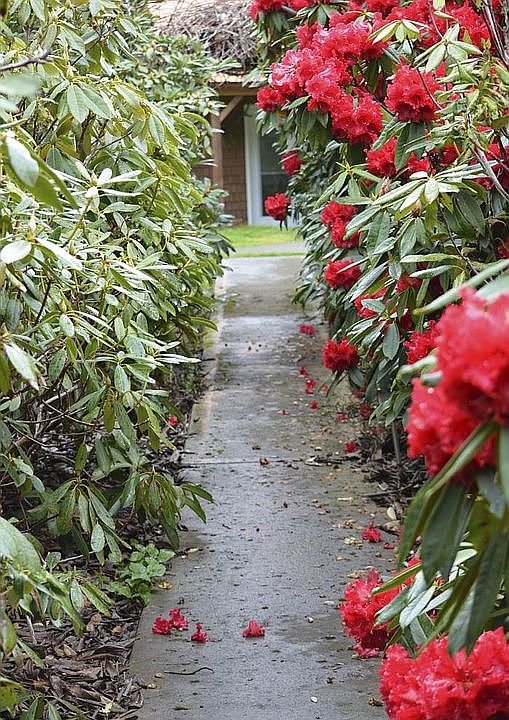 Rhodies down the walkway