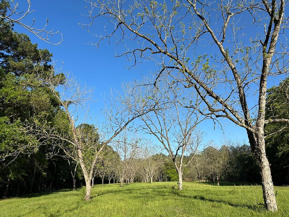 Pecan Tree orchard