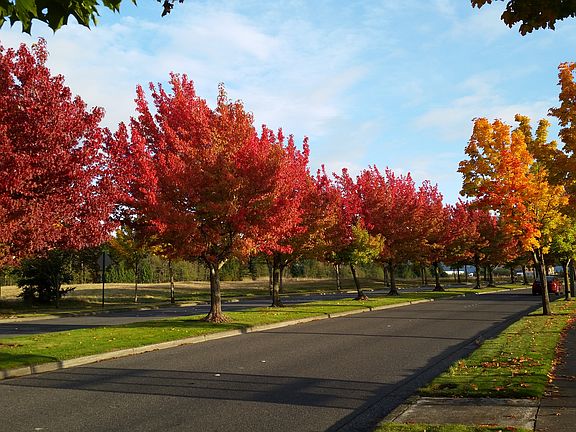 Cordata Parkway