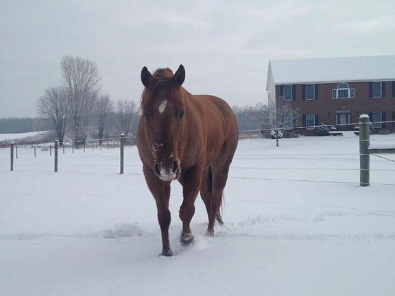 Horse Pasture in Winter
