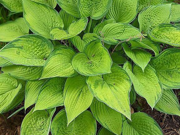 mature hostas 