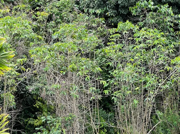 77-6159 Mamalahoa Hwy Lot 3, Holualoa, HI 96725