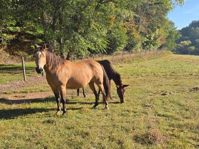 122 Black Rock Rdg, Mineral Bluff, GA, 30559