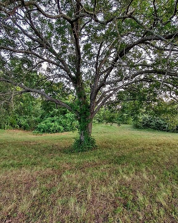 Pecan trees