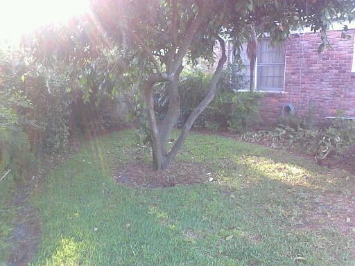 Part of the Backyard