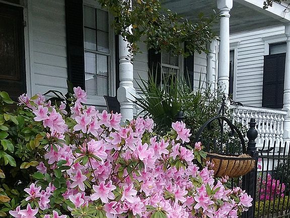 Azaleas in spring