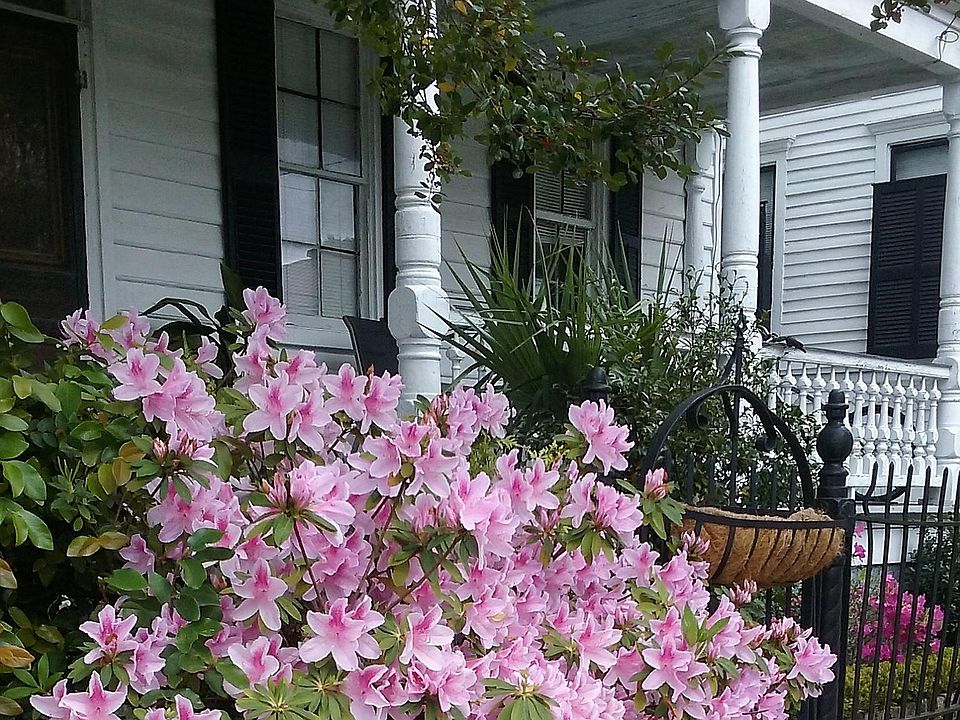 Azaleas in spring