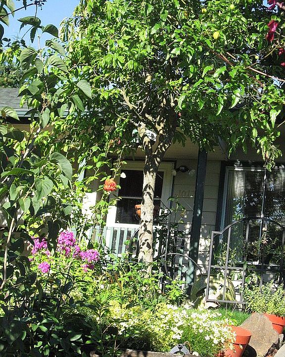 front yard in summer