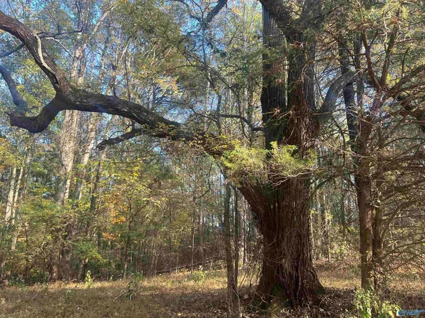 Apple Grove Rd, Union Grove, AL 35175