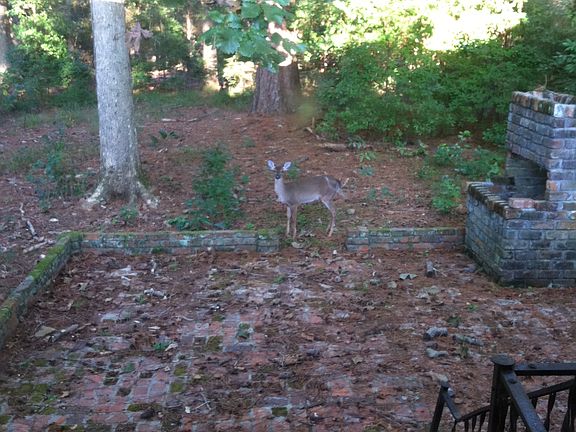 Brick Patio w/ deer