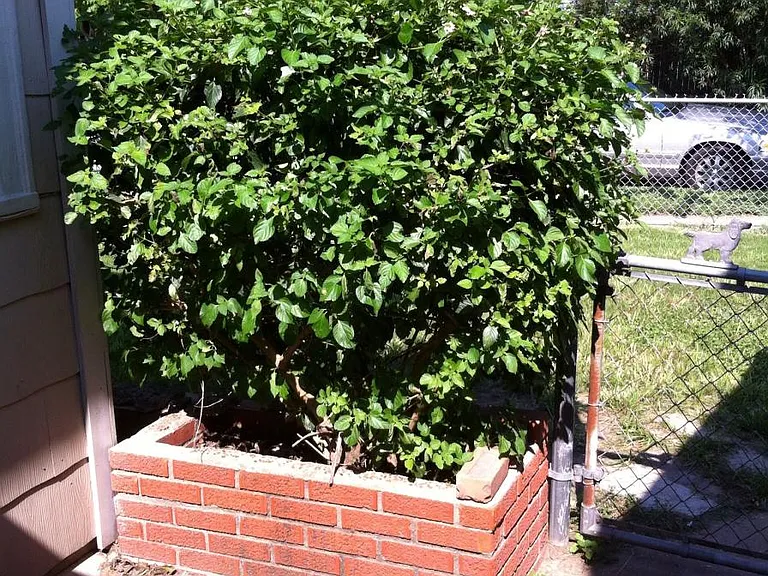 Back Patio